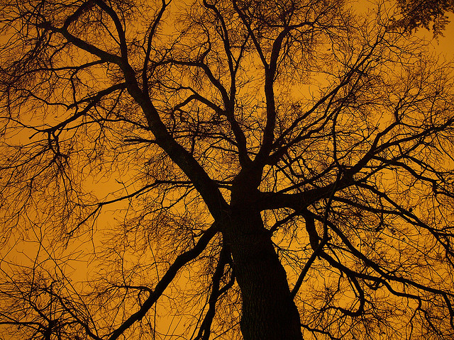 Arbre
