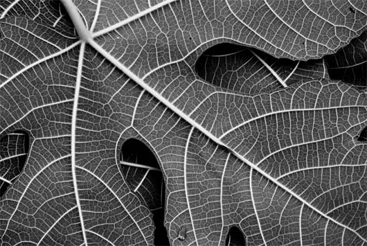 Feuille
